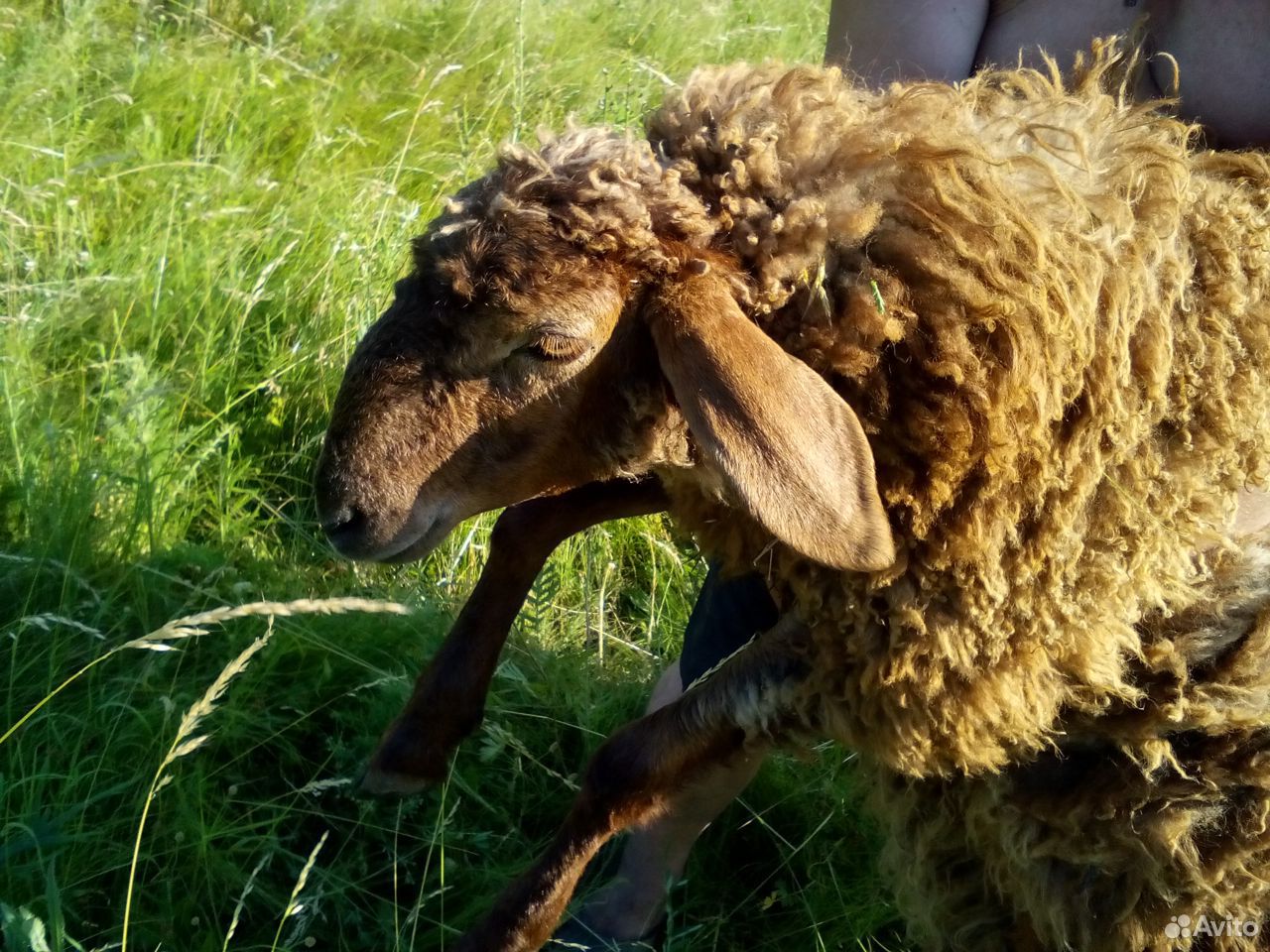 Курдючные овцы купить на Зозу.ру - фотография № 3