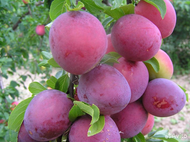Саженцы алычи, абрикоса, яблони выращены в Киржаче купить на Зозу.ру - фотография № 2