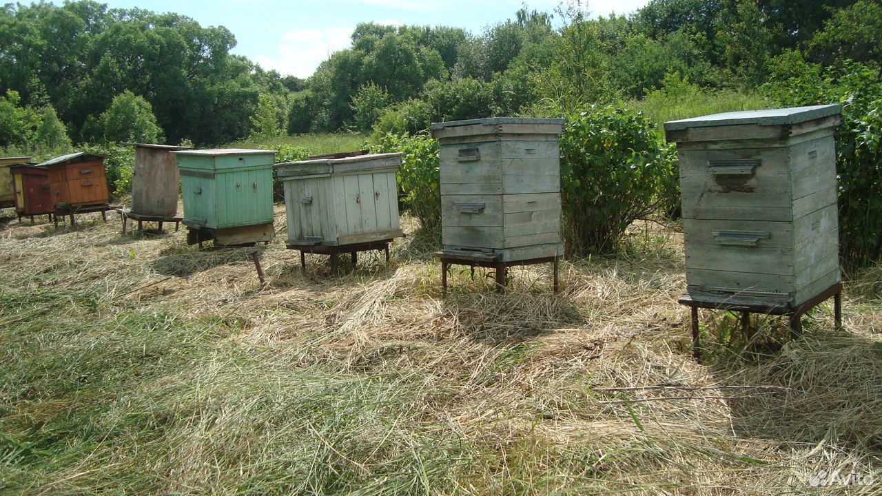 Пчелиные ульи купить на Зозу.ру - фотография № 9