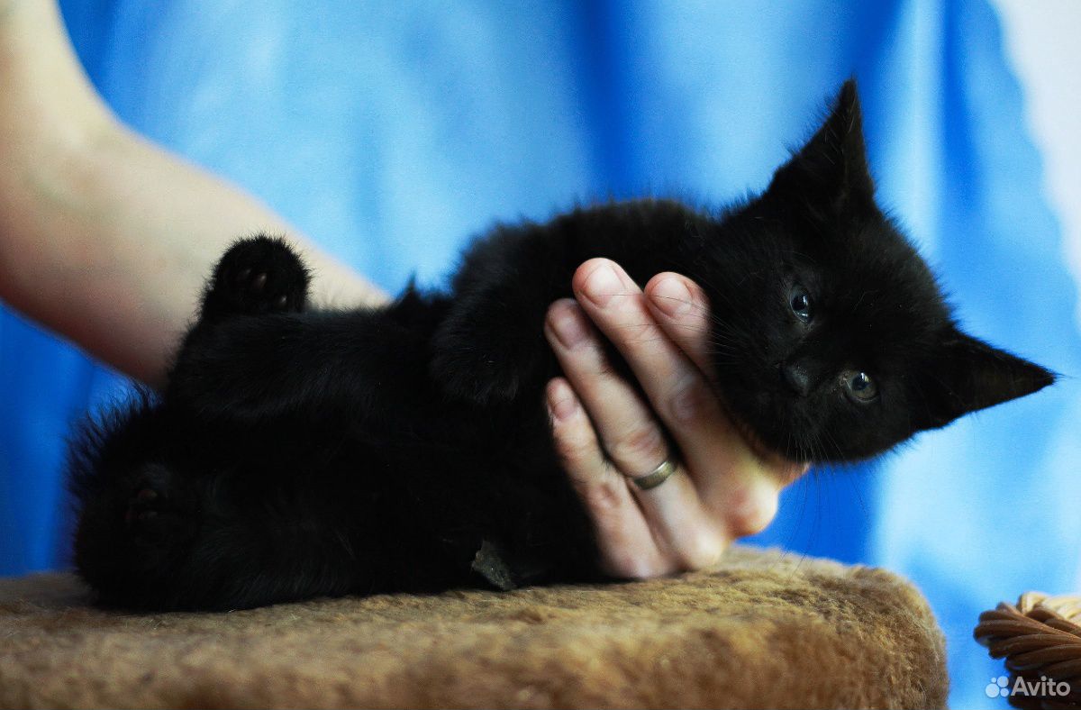 Черные котята, мальчики, 2 месяца купить на Зозу.ру - фотография № 5