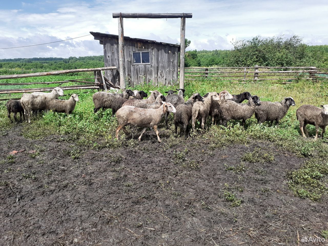 Продам овец баранов купить на Зозу.ру - фотография № 2