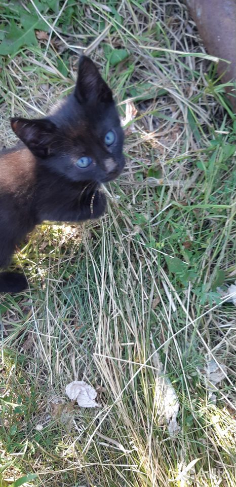 Черный котик купить на Зозу.ру - фотография № 7