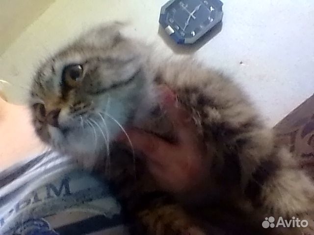 Кошка Хайленд фолд 1,6 года купить на Зозу.ру - фотография № 1