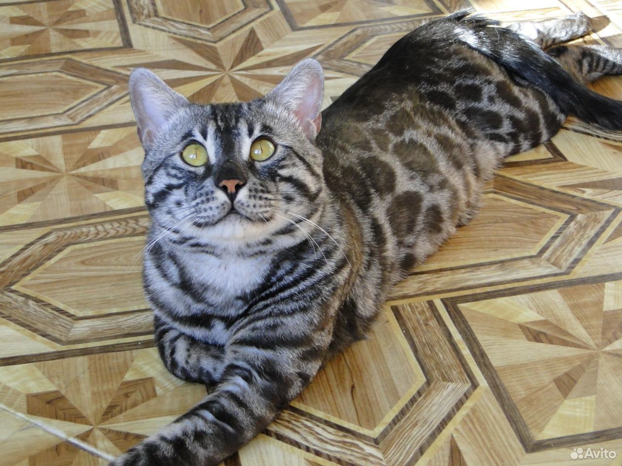 Бенгальский кот в дар купить на Зозу.ру - фотография № 1