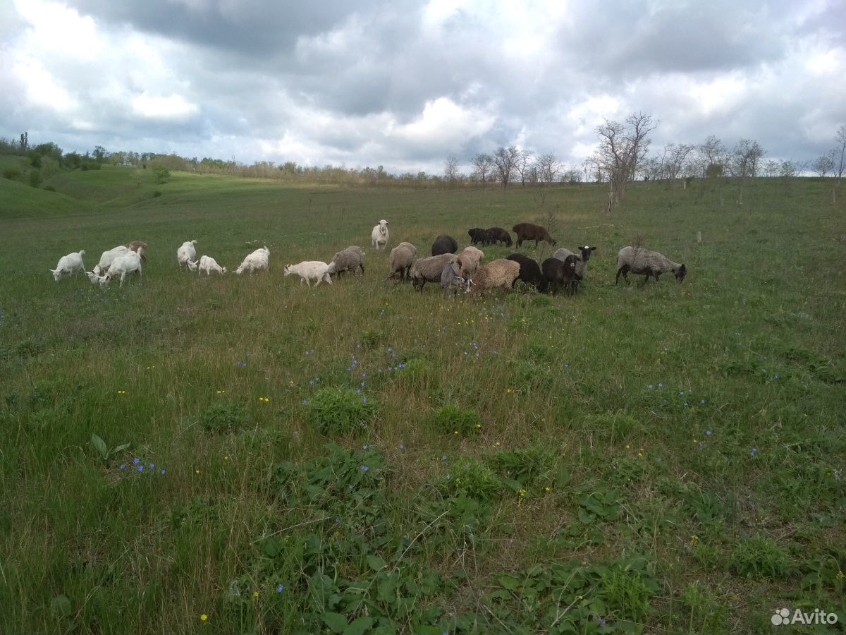 Овцы,козы купить на Зозу.ру - фотография № 1