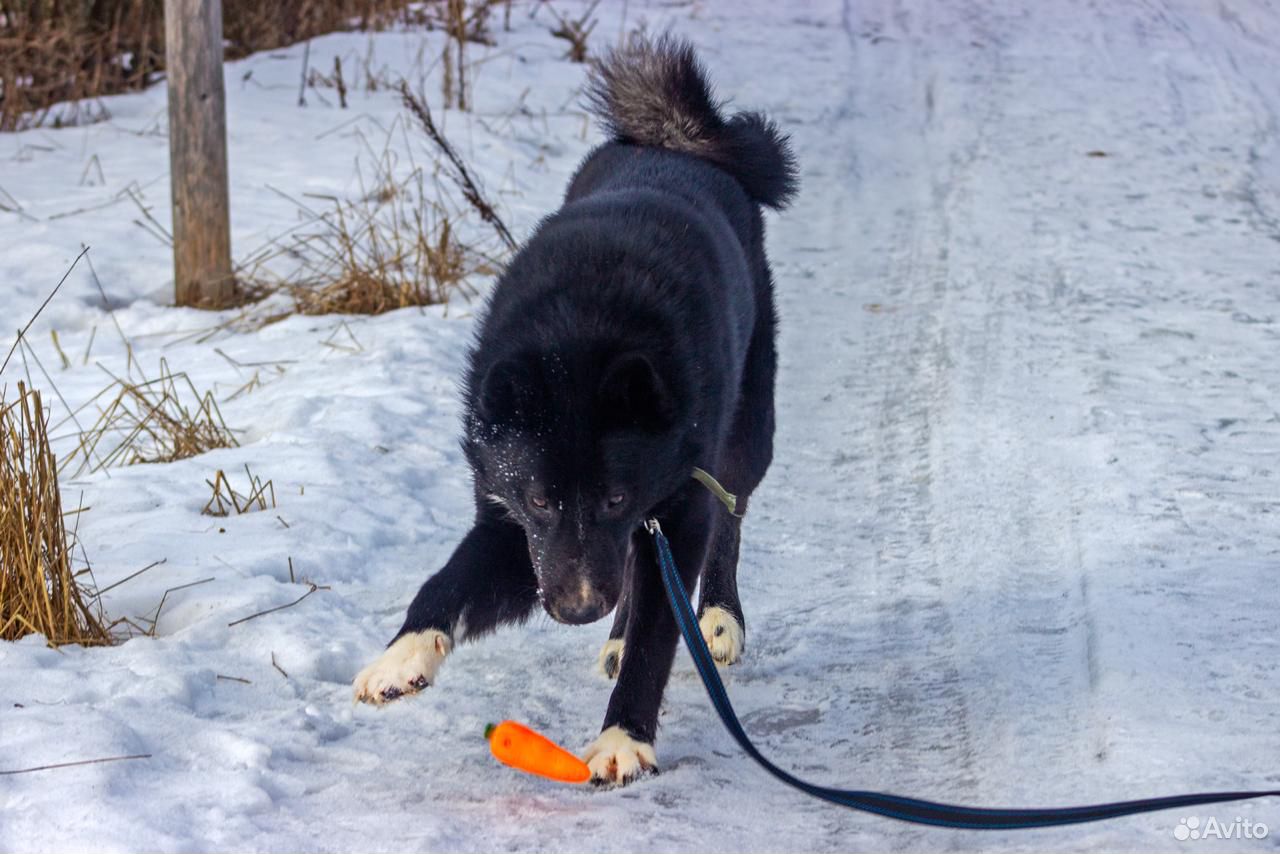 Отличный пёс ищет семью купить на Зозу.ру - фотография № 2