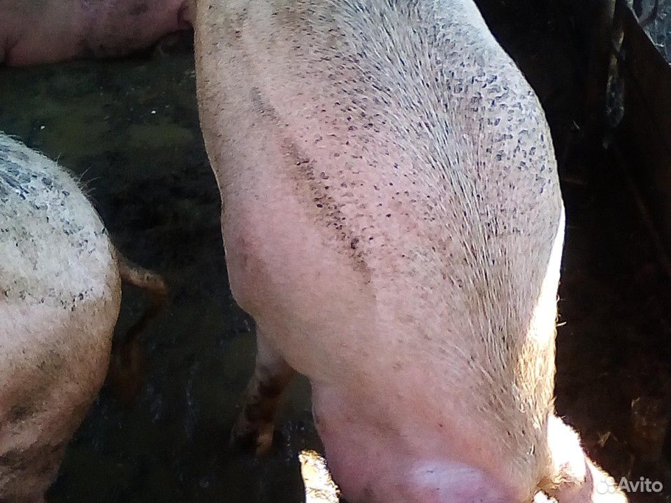 Свиньи живой вес купить на Зозу.ру - фотография № 3