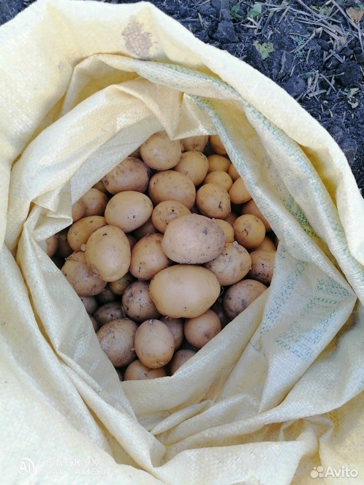 Молодой картофель оптом купить на Зозу.ру - фотография № 7