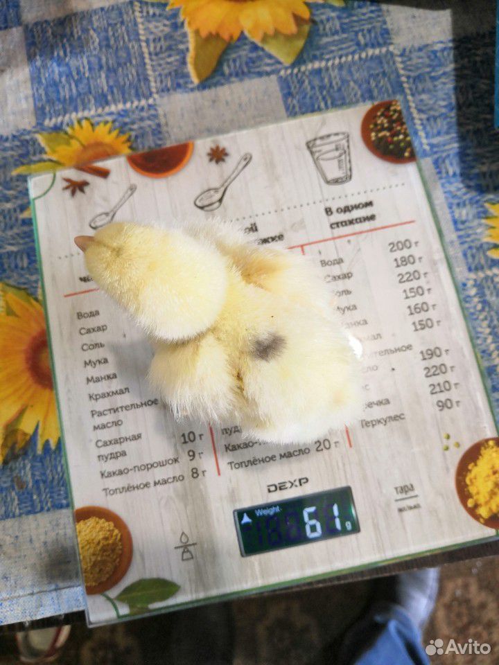 Продажа цыплят бойлера купить на Зозу.ру - фотография № 3