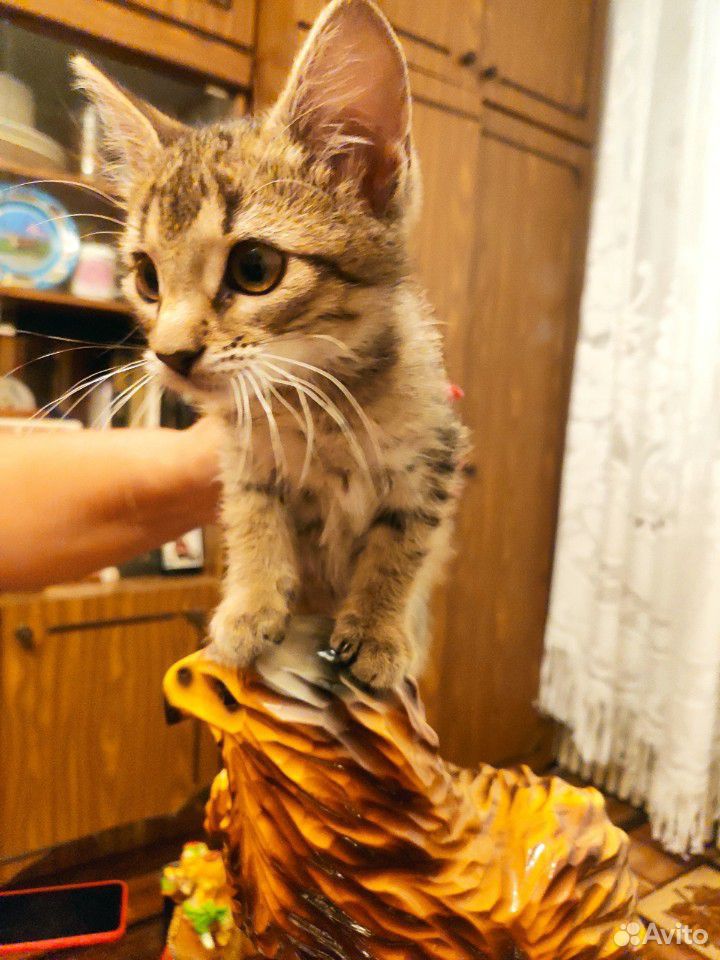 Котик купить на Зозу.ру - фотография № 3