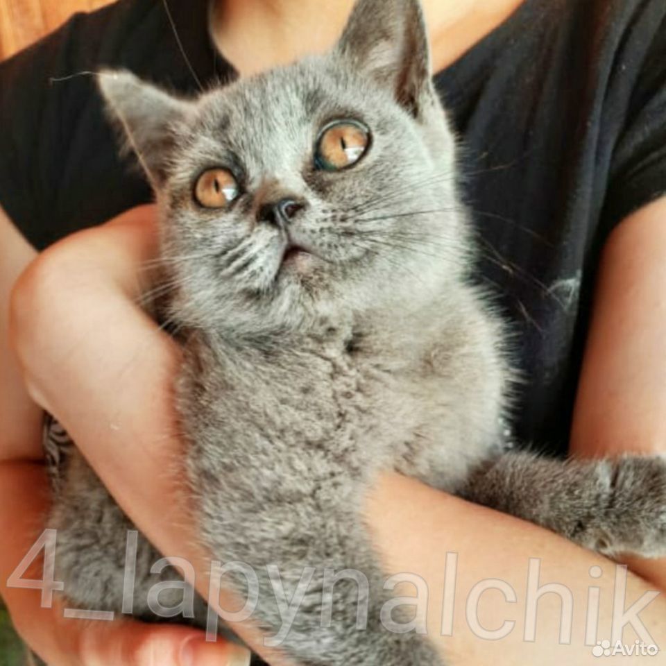 Котенка девочку купить на Зозу.ру - фотография № 1