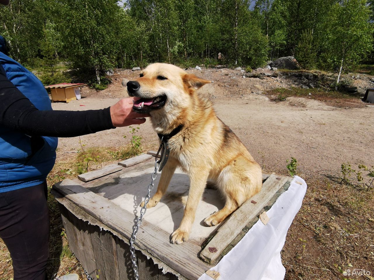 Охотничья собака Ирма купить на Зозу.ру - фотография № 1