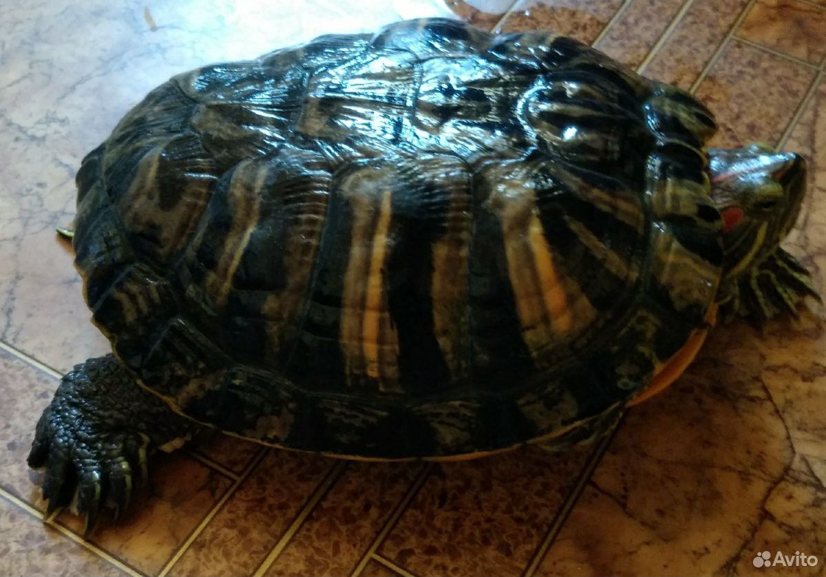 Черепаха красноухая купить на Зозу.ру - фотография № 2