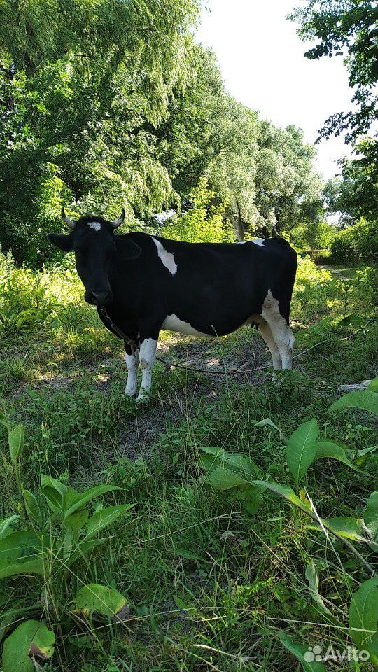 Продаются 2 коровы,Стельная корова, отел конец авг купить на Зозу.ру - фотография № 2