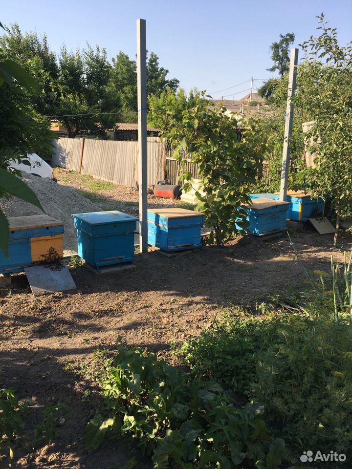 Пчёлы с уликами купить на Зозу.ру - фотография № 3