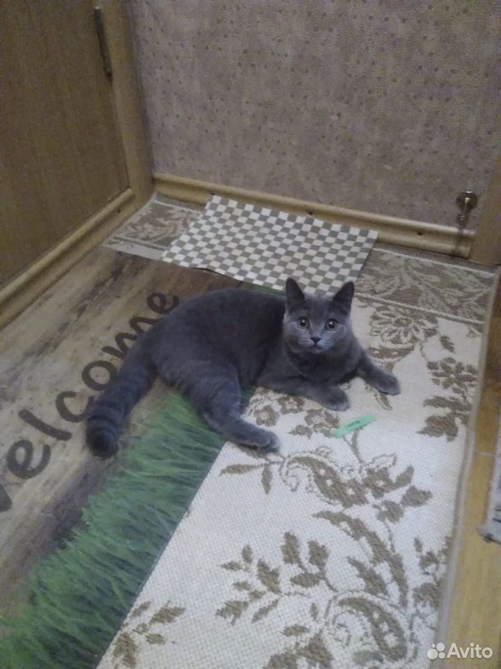 Кошка "Ася" купить на Зозу.ру - фотография № 1