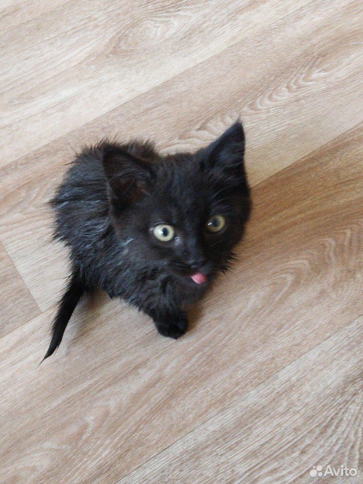 Черный котенок купить на Зозу.ру - фотография № 4