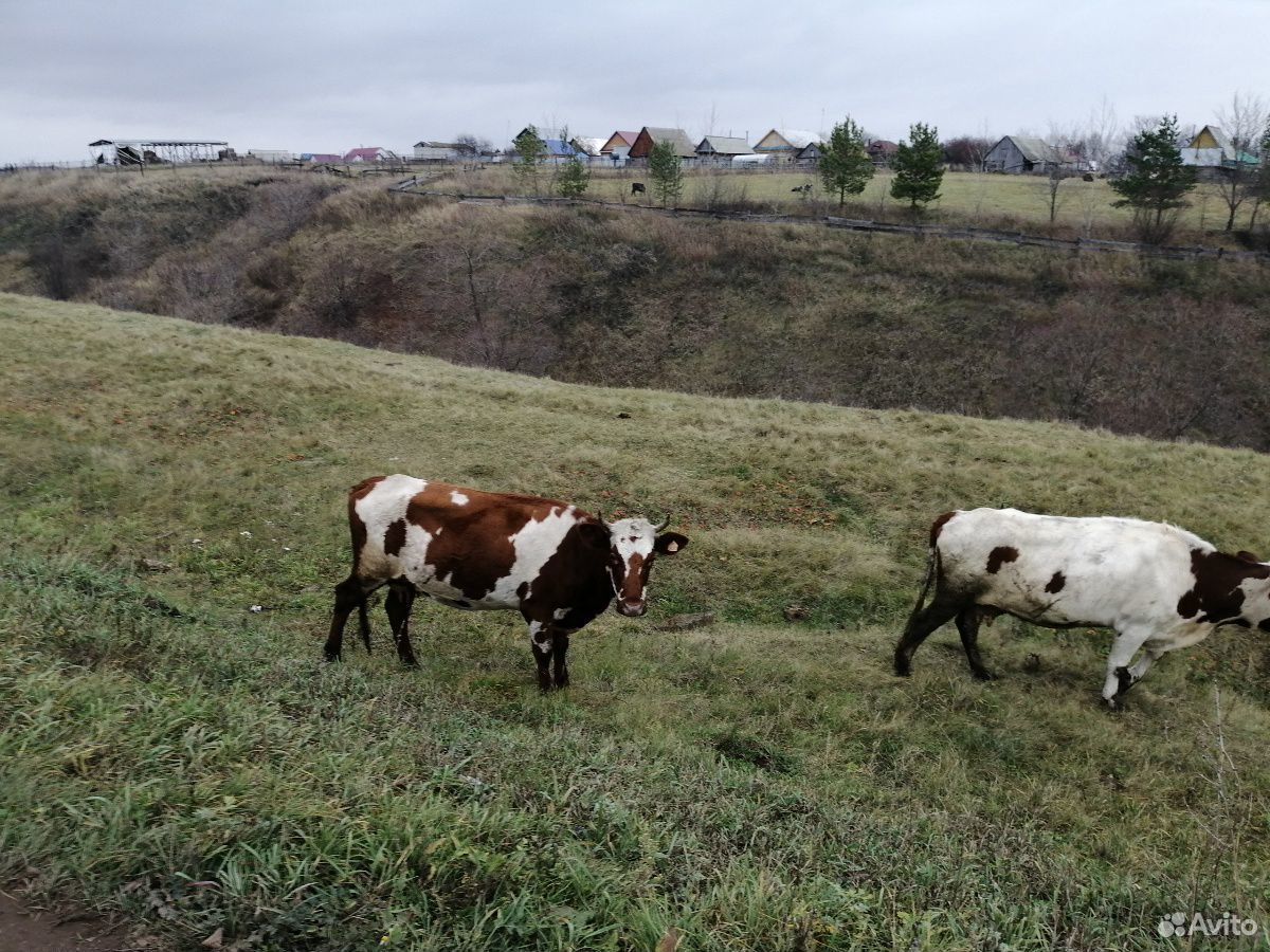 Быки и корова купить на Зозу.ру - фотография № 3