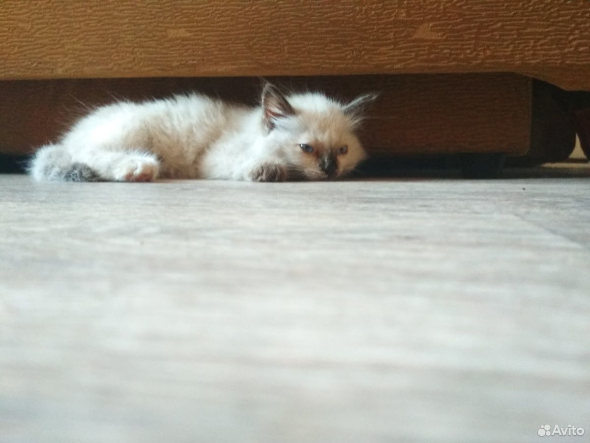 Котёнок породы Рэгдолл бесплатно купить на Зозу.ру - фотография № 4