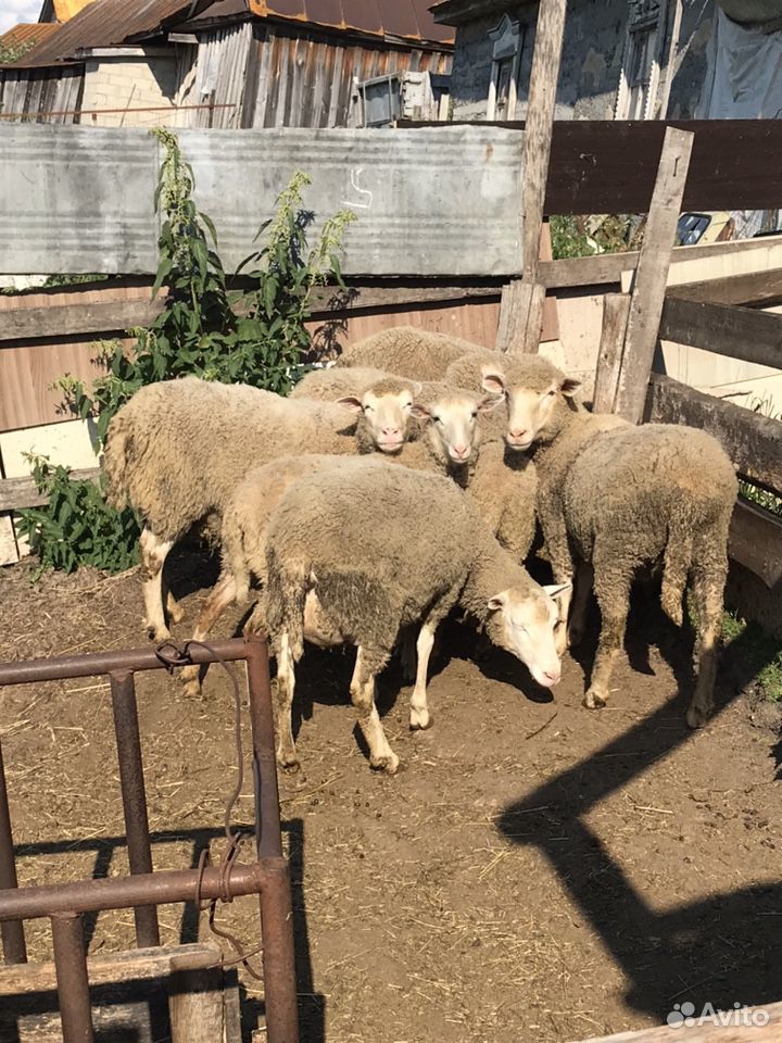 Овцы,бараны,барашки,меринос,прекос,курдючные купить на Зозу.ру - фотография № 2