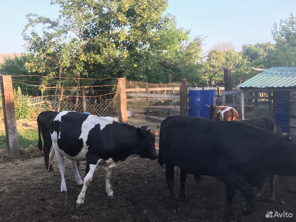 Коровы,быки,телята купить на Зозу.ру - фотография № 3