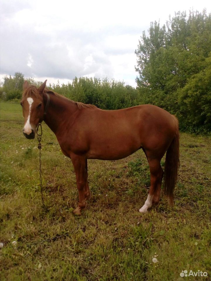 Лошадь 2015 года купить на Зозу.ру - фотография № 3