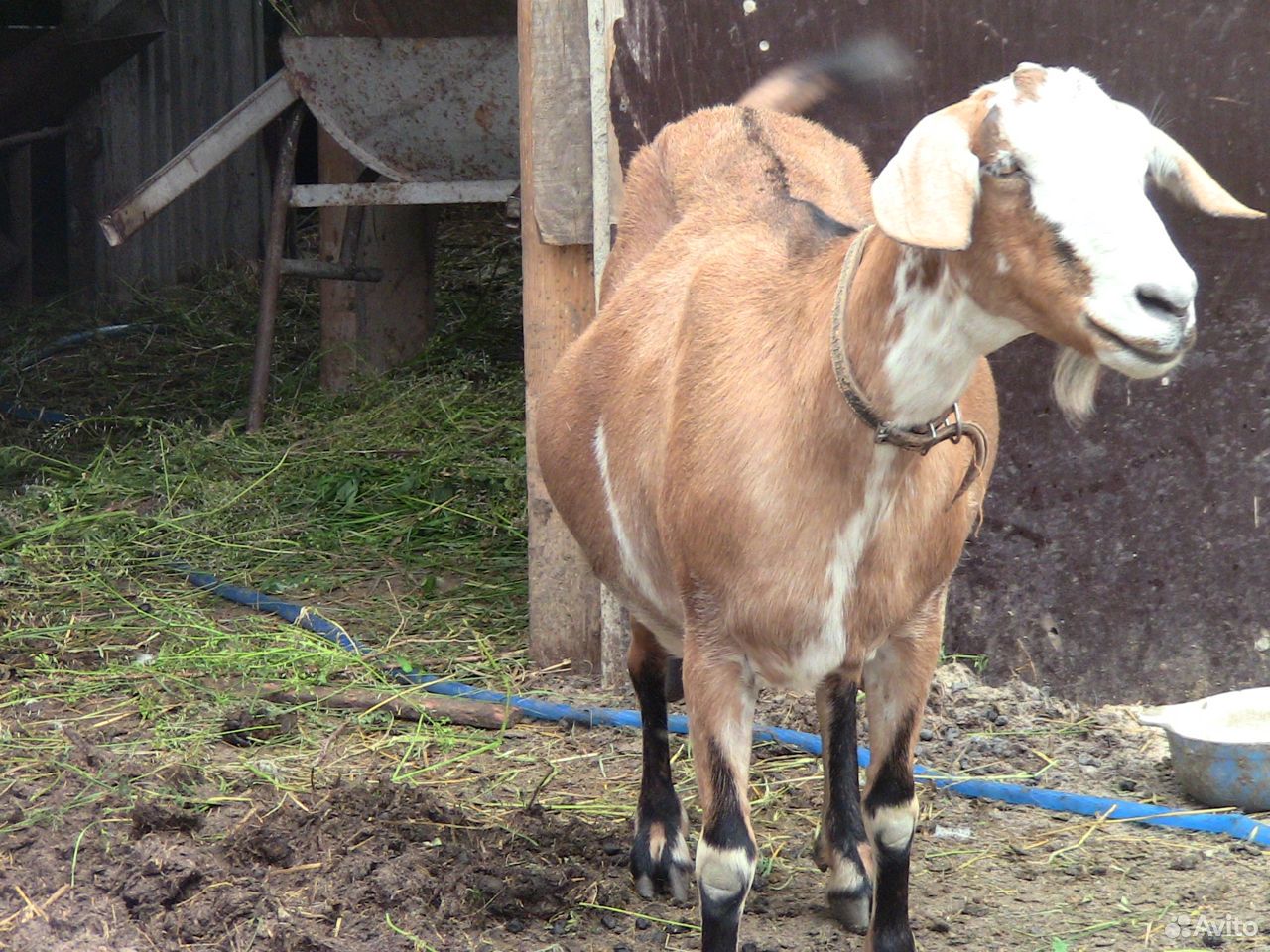 Дойная нубийская коза купить на Зозу.ру - фотография № 2