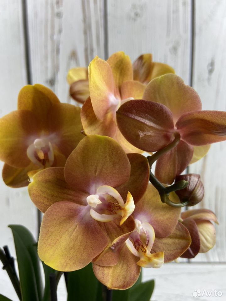 Орхидея фаленопсис лас Вегас купить на Зозу.ру - фотография № 2