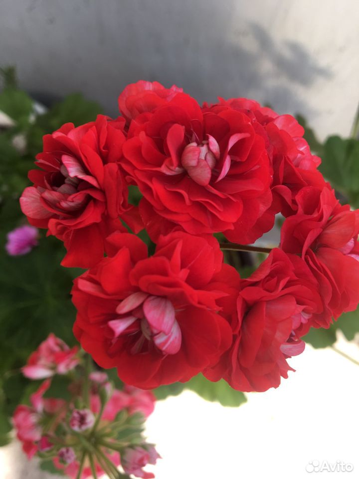 Розебудная цветущая пеларгония купить на Зозу.ру - фотография № 3
