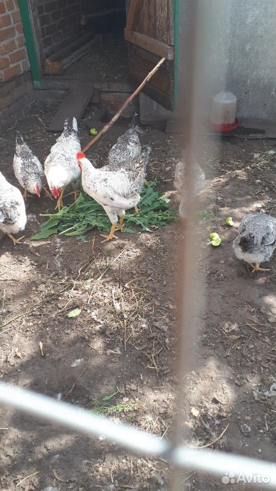 Вкусные яйца куриные домашние купить на Зозу.ру - фотография № 7
