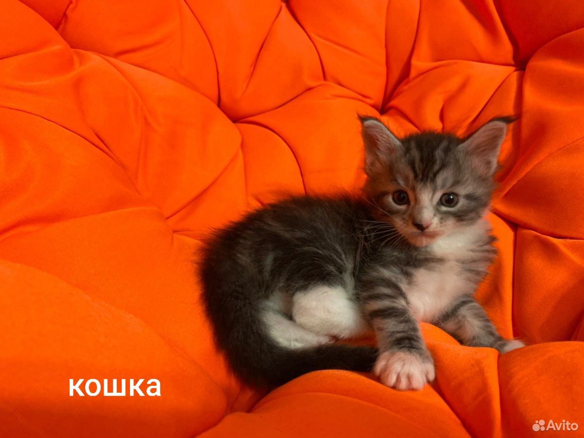 Мейн-кун котята купить на Зозу.ру - фотография № 6