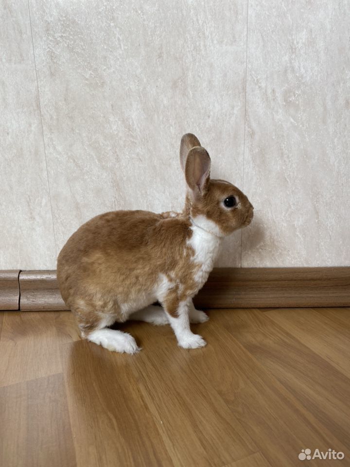 Карликовый кролик «Рекс» купить на Зозу.ру - фотография № 3