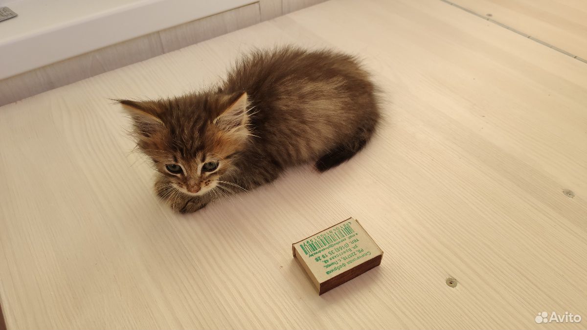 Котенок (девочка) купить на Зозу.ру - фотография № 2