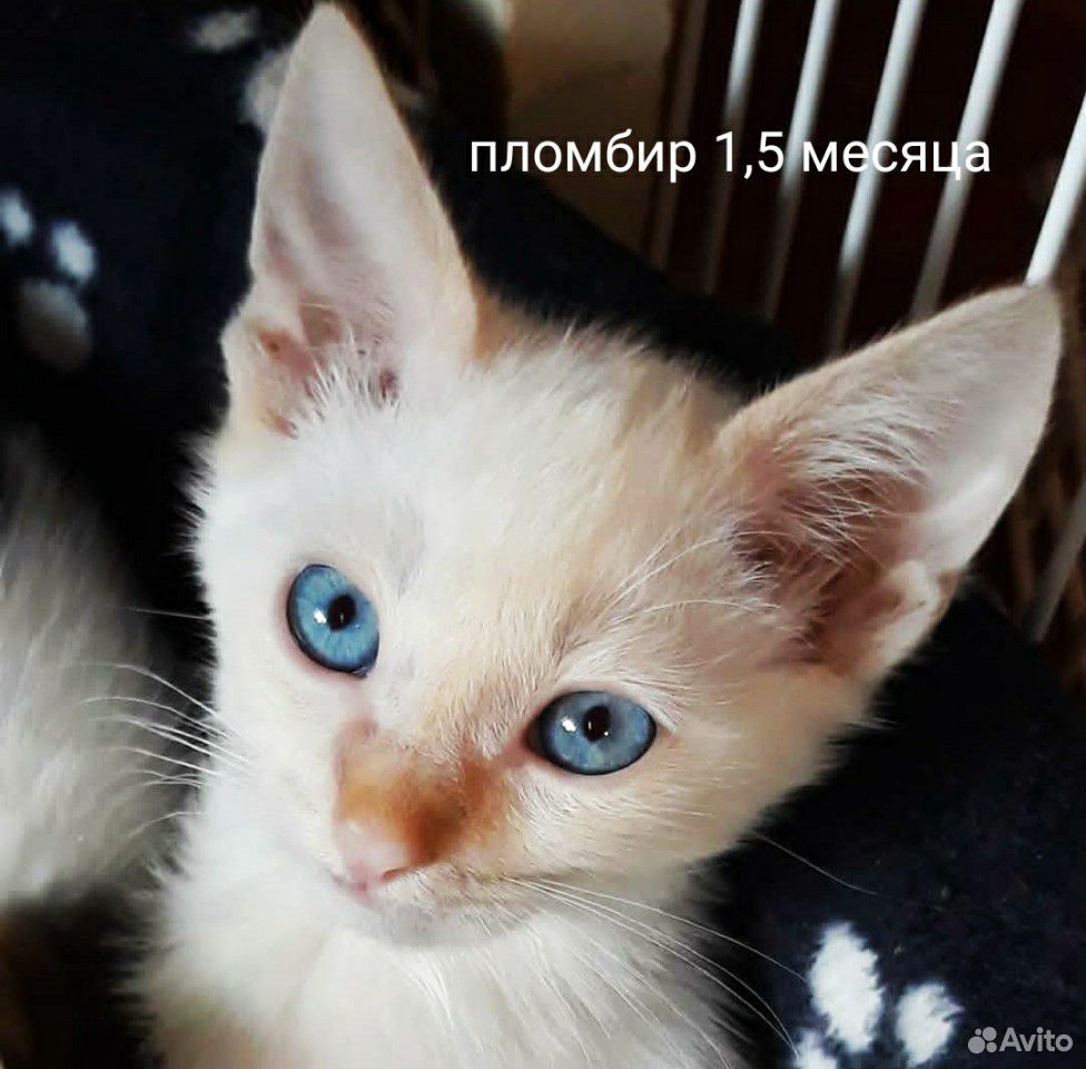 Котенок мальчик 1,5 месяца,здоров,лоток +5 купить на Зозу.ру - фотография № 1