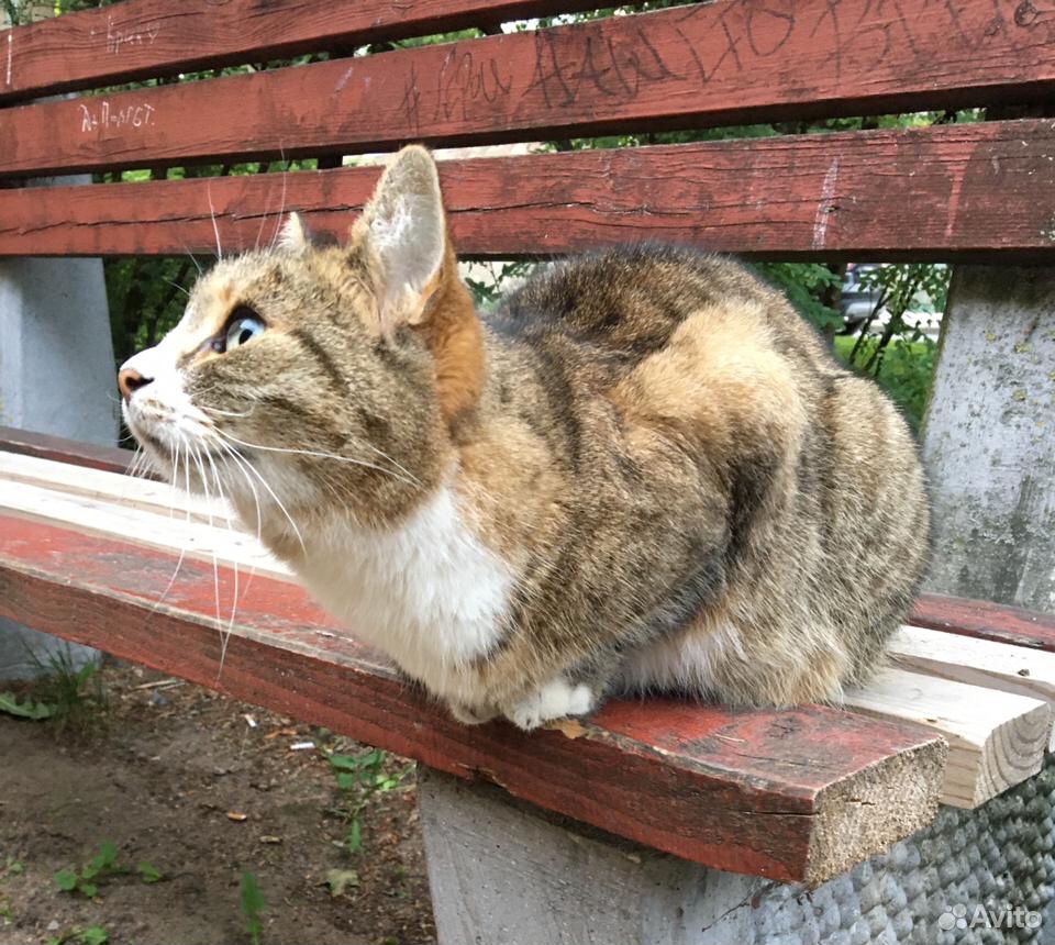 Кошка ищет дом купить на Зозу.ру - фотография № 4