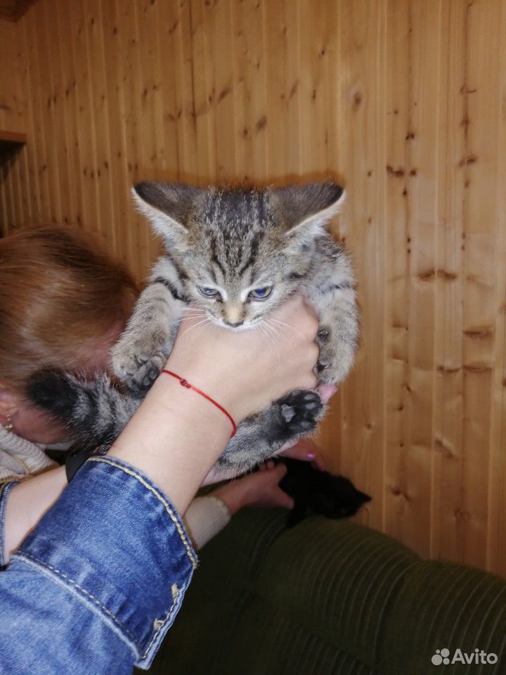 Очень красивые котята в добрые руки купить на Зозу.ру - фотография № 4