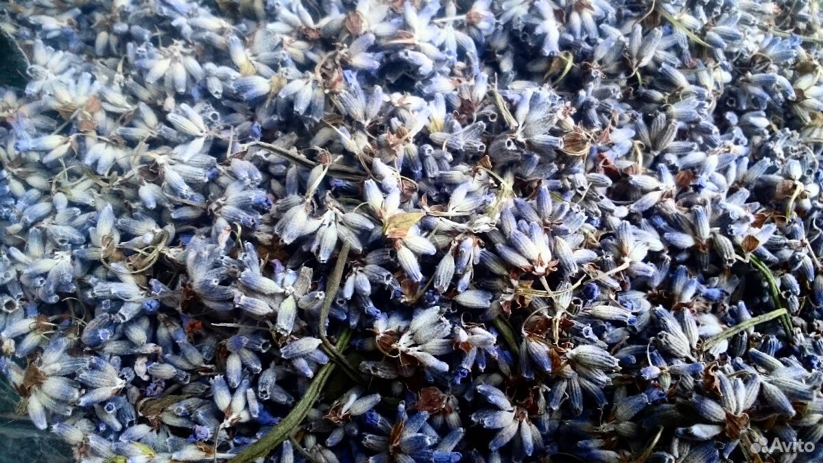 Сушеные цветки Лаванды, для чая, саше купить на Зозу.ру - фотография № 1