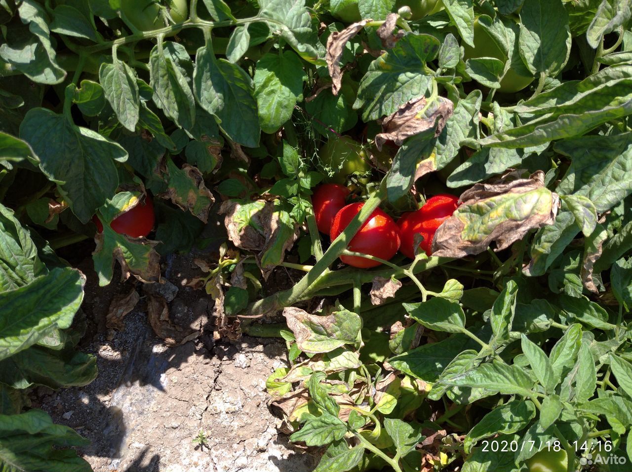 Помидоры (томаты ) оптом с поля купить на Зозу.ру - фотография № 3