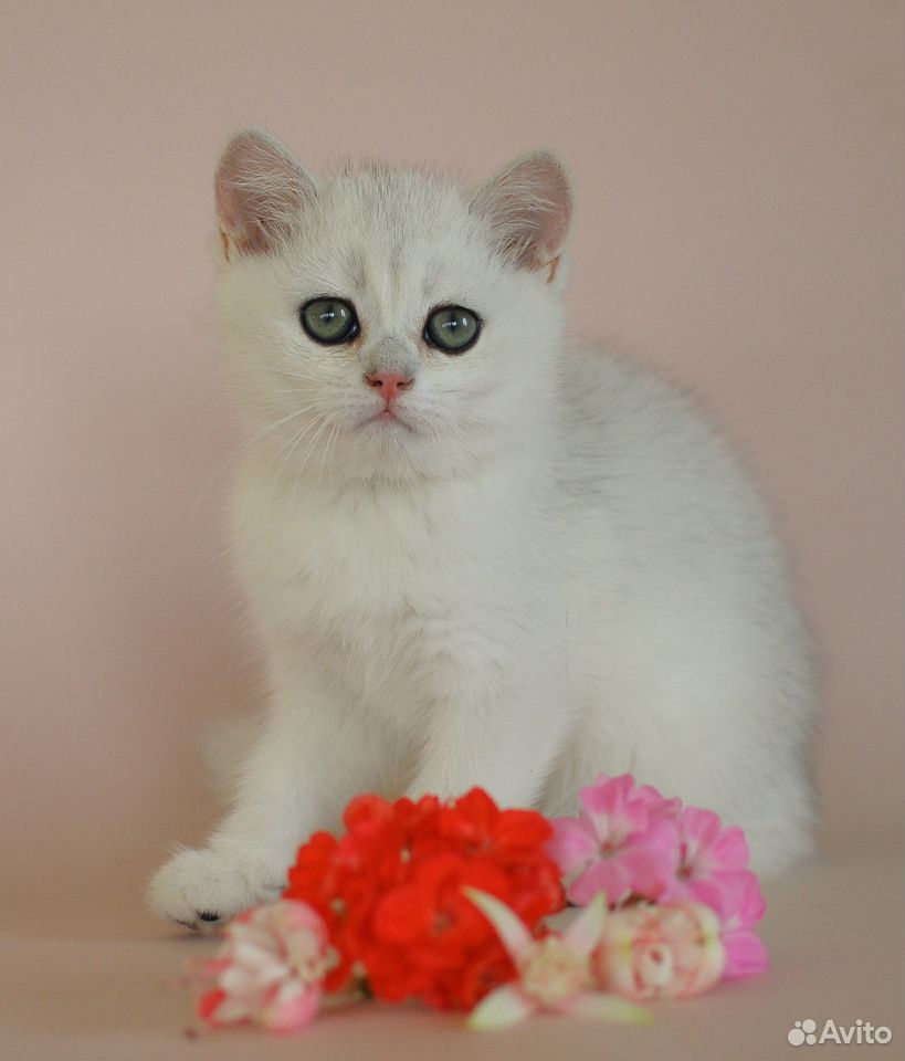 Британский котик серебристая шиншилла купить на Зозу.ру - фотография № 3