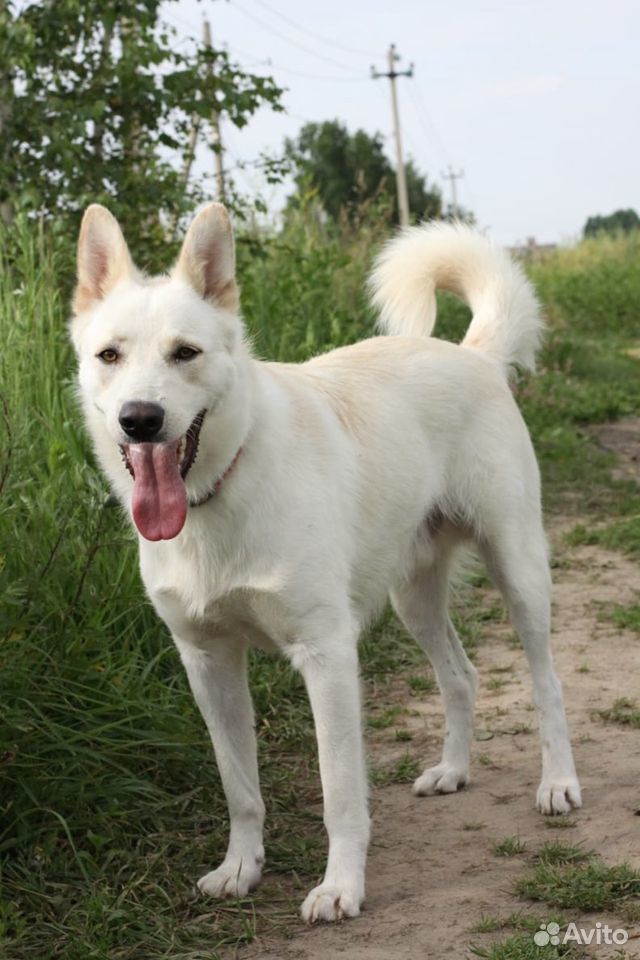 Белоснежный пёс Вайт в добрые руки купить на Зозу.ру - фотография № 2