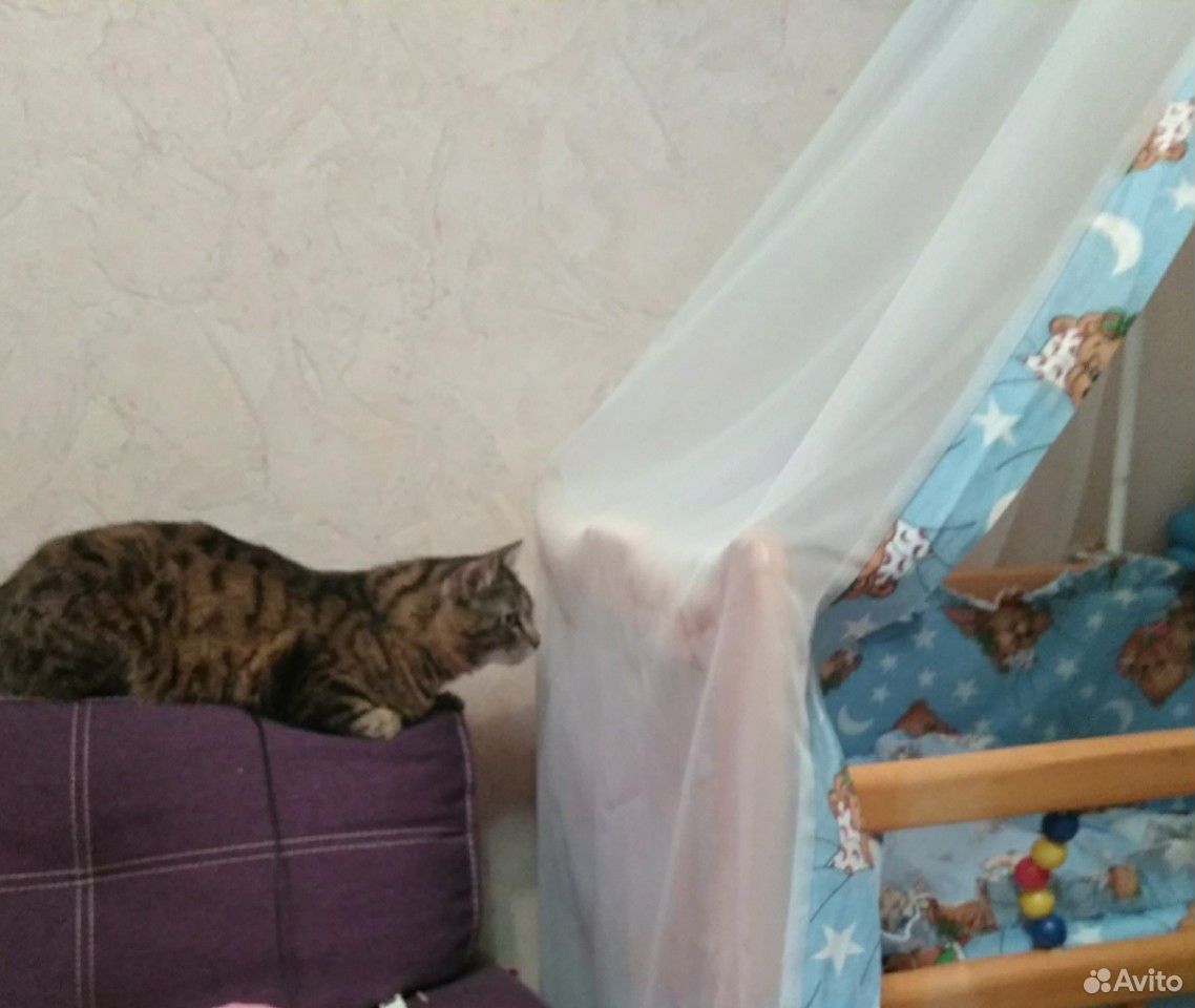Красавец кот купить на Зозу.ру - фотография № 1