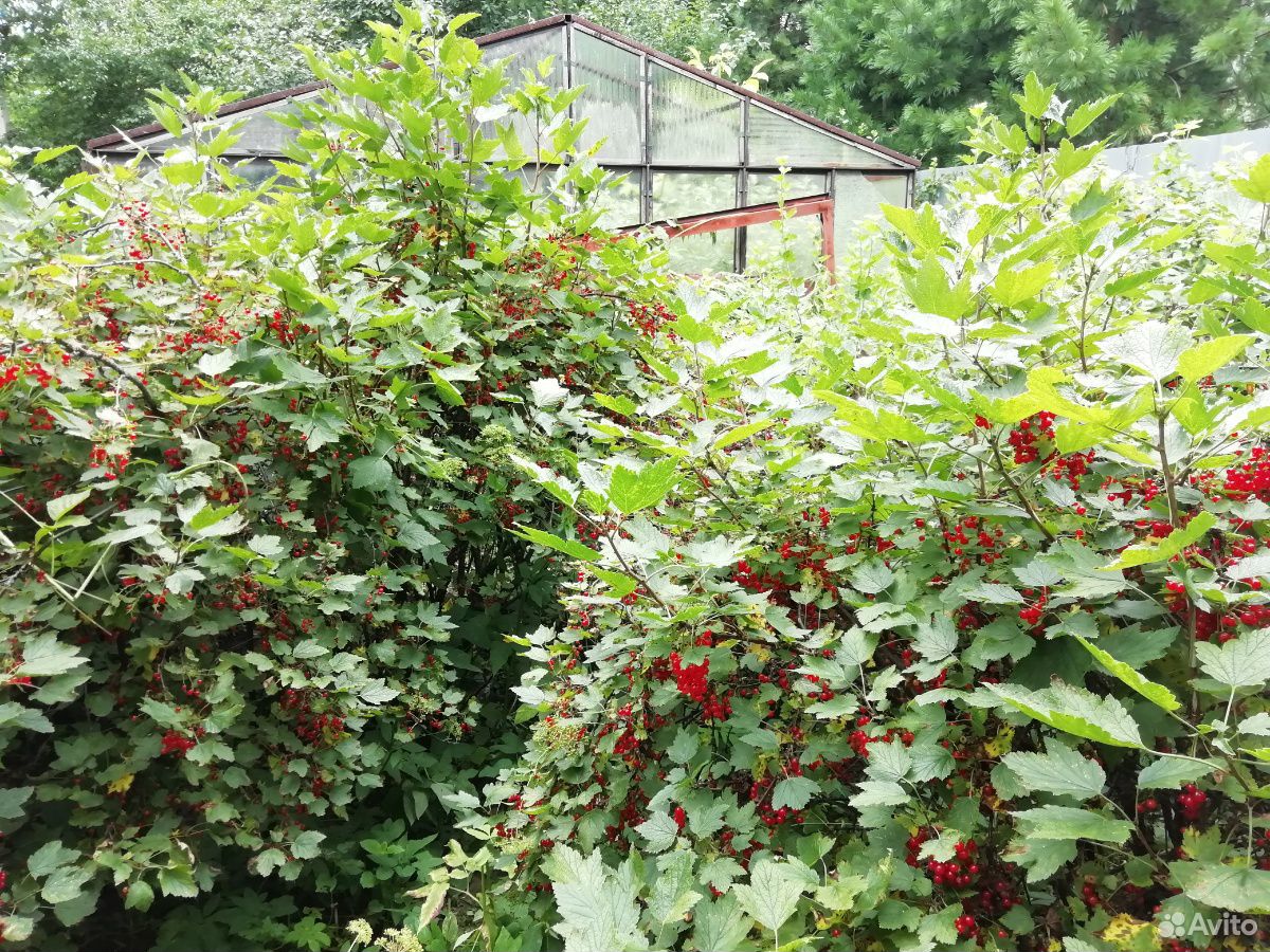 Смородина красная (ягода) купить на Зозу.ру - фотография № 5