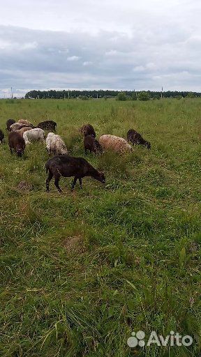 Овцы на Курбан Байрам купить на Зозу.ру - фотография № 3