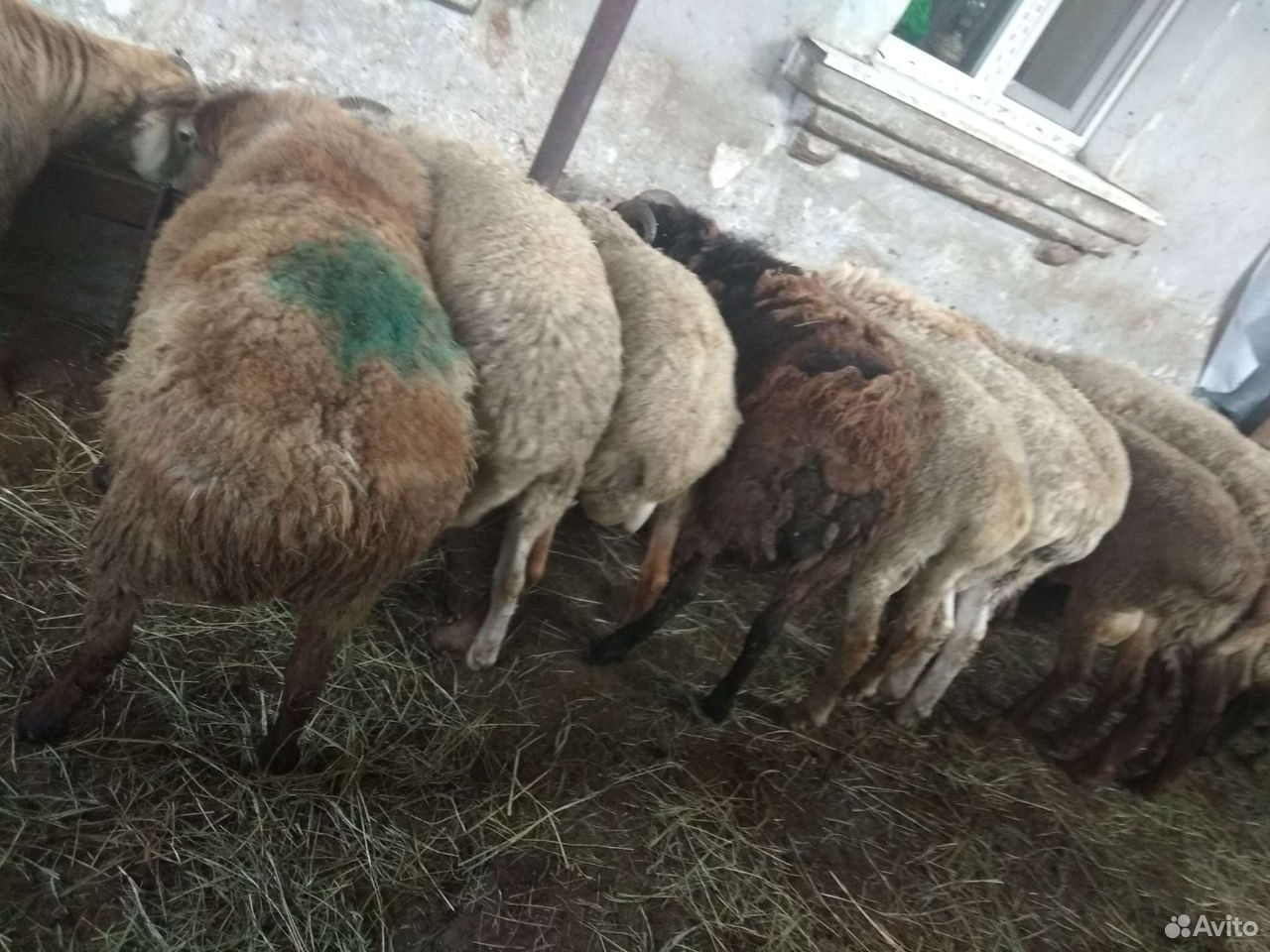 Баран-овцы купить на Зозу.ру - фотография № 7