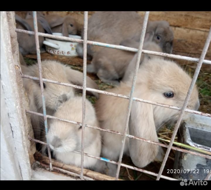 Продам кроликов породы - Французский баран купить на Зозу.ру - фотография № 1