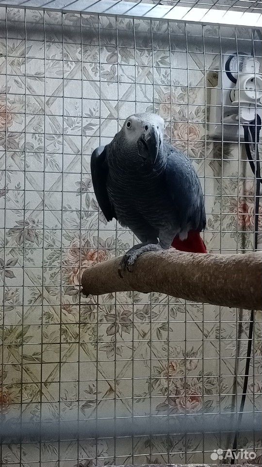 Серый попугай купить на Зозу.ру - фотография № 3