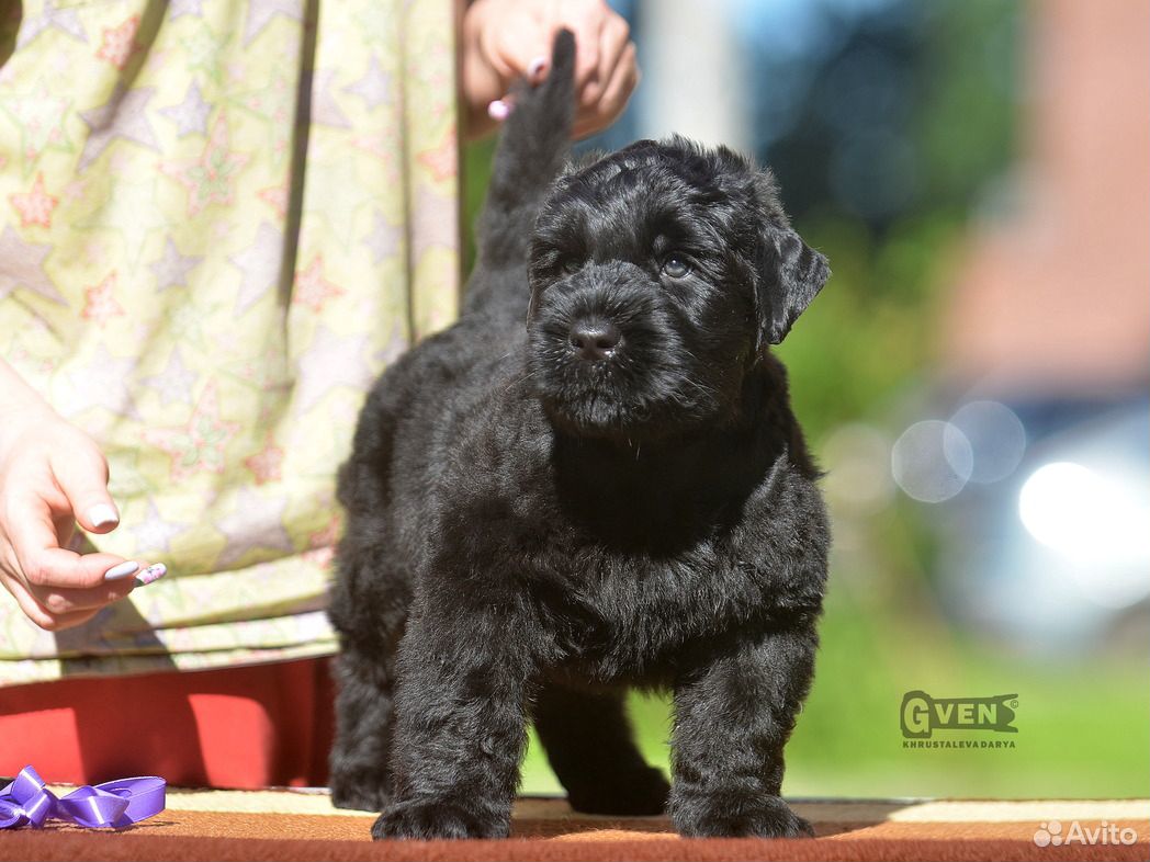 Черный терьер щенок купить на Зозу.ру - фотография № 3