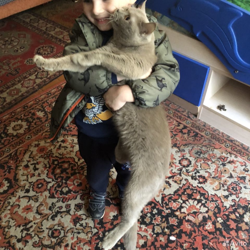 Британская кошка купить на Зозу.ру - фотография № 2