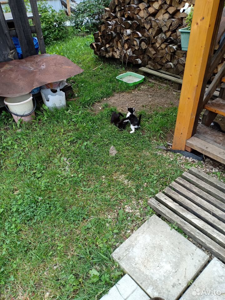 Котята ждут своих хозяев купить на Зозу.ру - фотография № 6