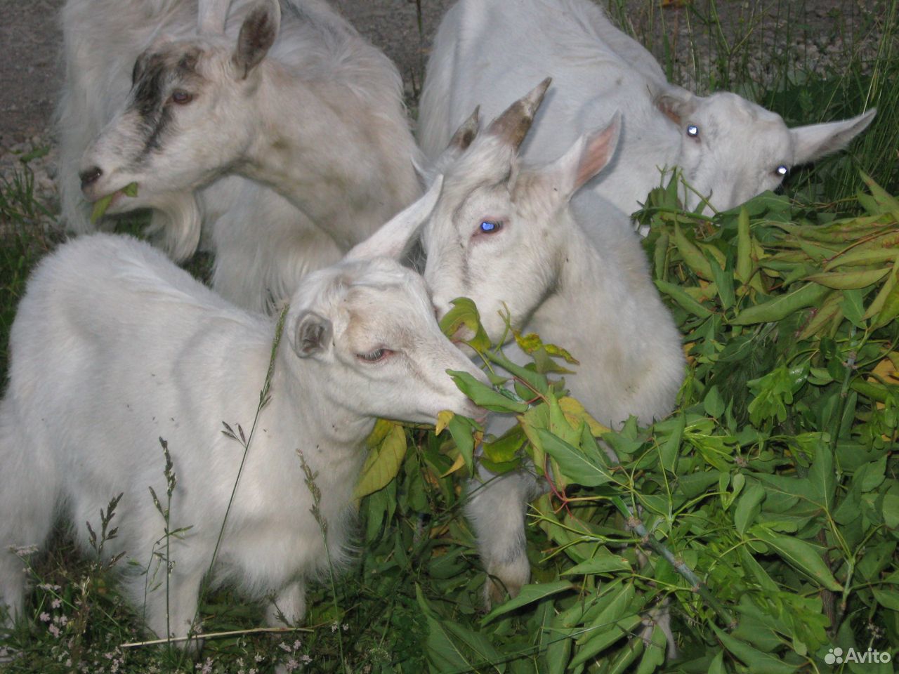 Продается коза с апрельским приплодом купить на Зозу.ру - фотография № 1